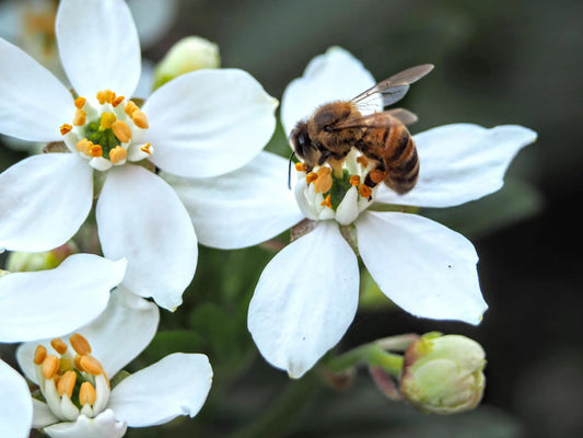 Honey Bee Population Declines Due to Warm Autumns