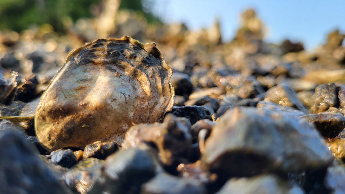 Olympia Oyster Restoration