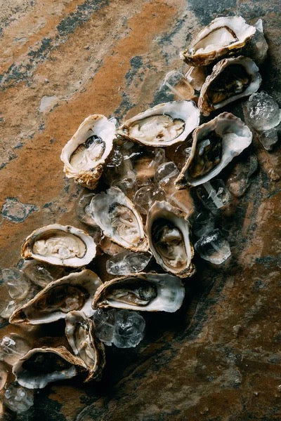 Olympia Oyster Restoration