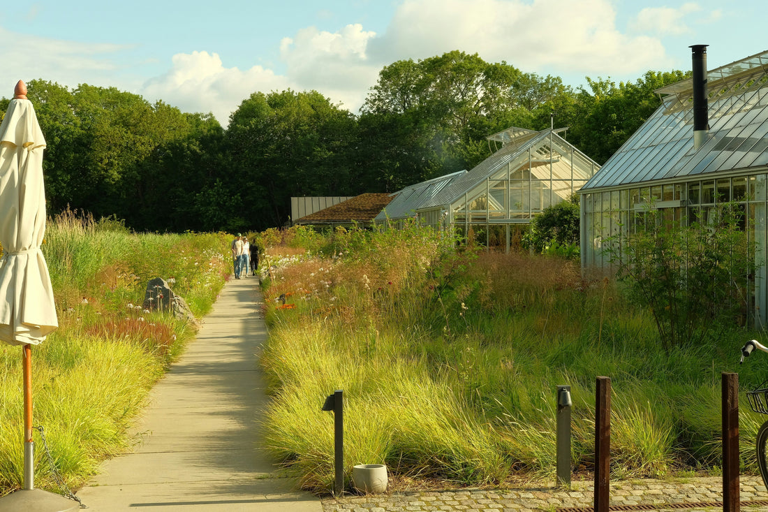 Local and National Impact: Go Greenish’s next steps towards sustainability